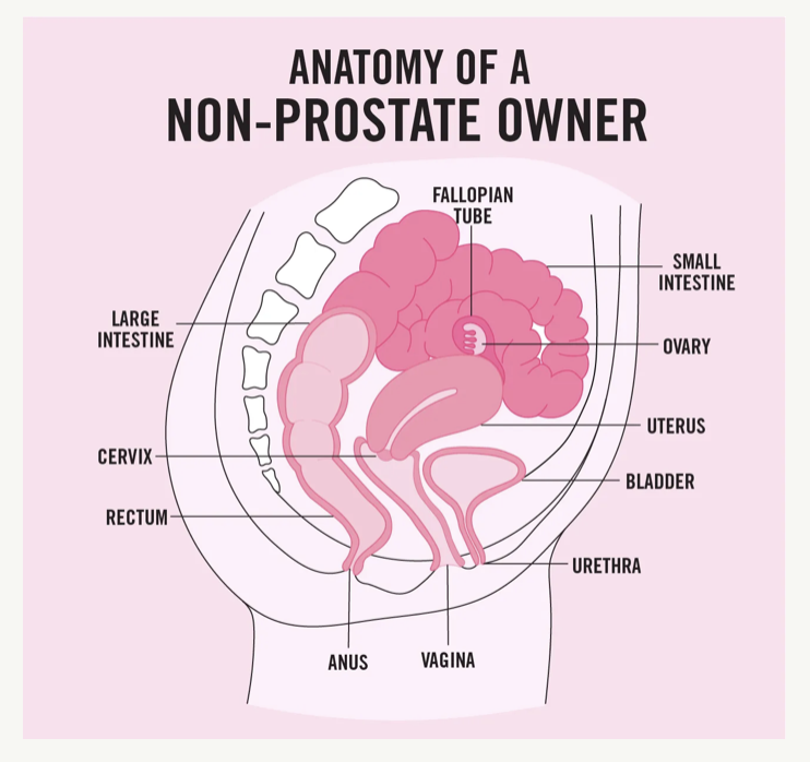 Teen Vogue's reduces women to "non-prostate owner"